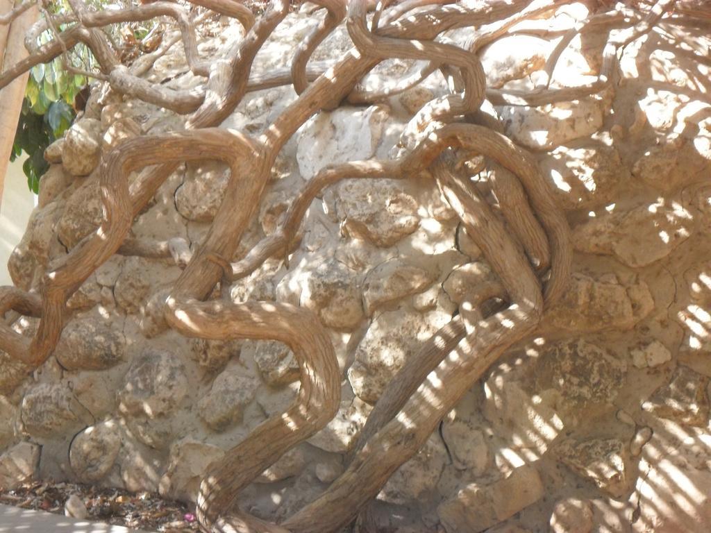 Almog Kibbutz Hotel Dış mekan fotoğraf